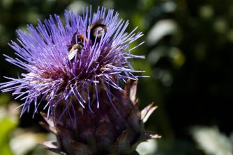 Es müssen keine Artischocken sein, die im eigenen Garten Hummel, Biene und Co. Nektar und Pollen geben. Viele einheimische Lippenblütler geben Insekten ebenso reichlich Nahrung. (Foto: Jörg Levermann)