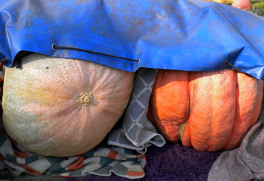 Wer erntet die schwersten Kürbisse in Schulzendorf? (Foto: Cornelia Gronau)