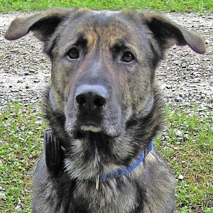 Carlinos Herrchen sucht nette Gesellschaft. (Foto: Herrchen)