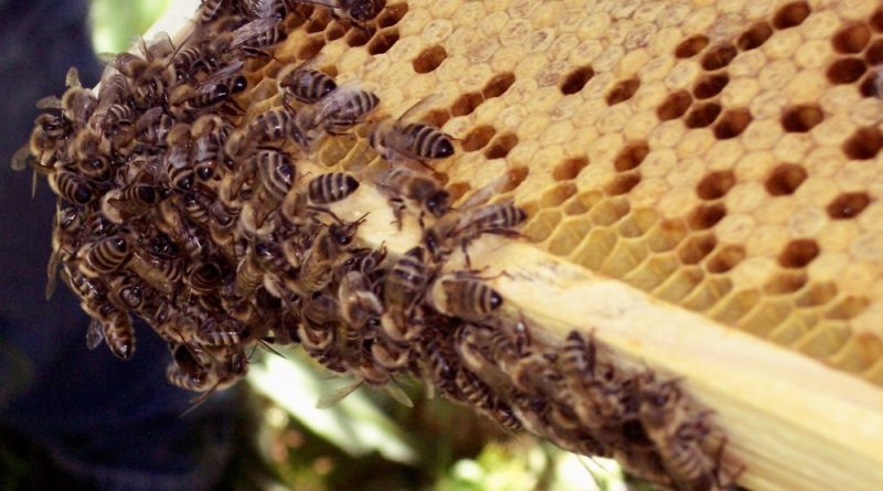 Bienen geben nicht nur Honig, sondern sorgen auch für eine gute Ernte in der Landwirtschaft und im eigenen Garten. (Foto: Jörg Levermann)